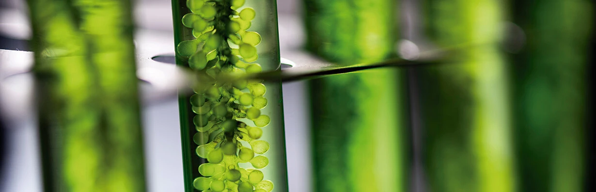 Conheça os 4 principais biocombustíveis produzidos no Brasil
